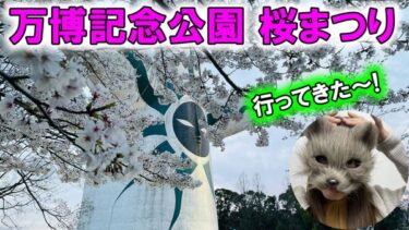 2023年 万博記念公園 桜まつり｜女探偵コニンの視点